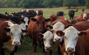 Barnraiser cows