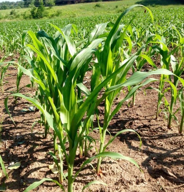 Growth Farm Green Plant Field Corn