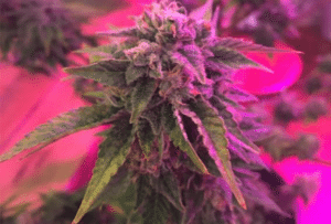 Med-X Marijuana Flower