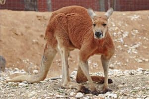 Kangaroo Australia