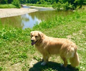 Ellie Dog Golden Retriever