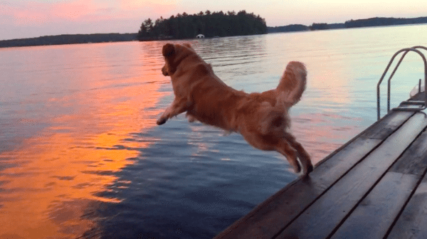 Dog Swimming Jump Dive Leap