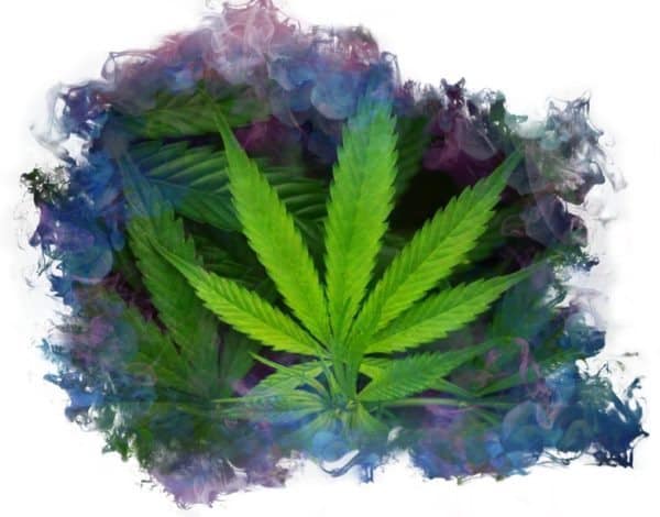 Marijuana Cannabis Leaf