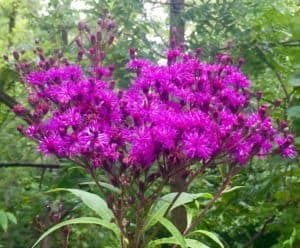 Wild Flower Magenta