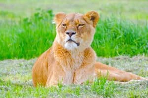 lion Africa big cat animal wild