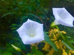 white-flower-plant-green-nature