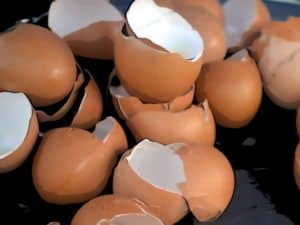 broken-eggs