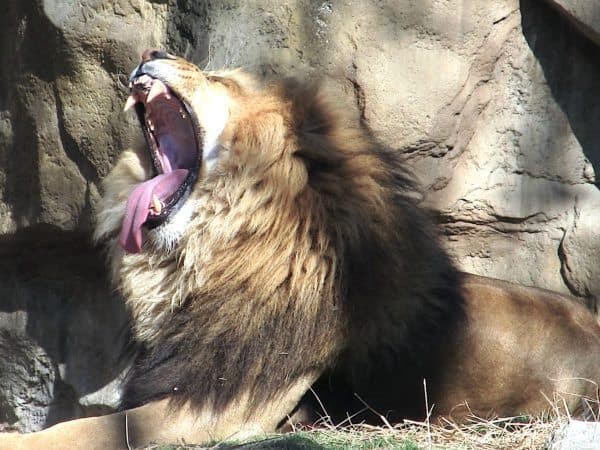 yawn-lion-tired-fatigue