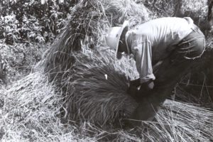 harvesting-wheat-farming-farm