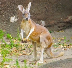 kangaroo-australia