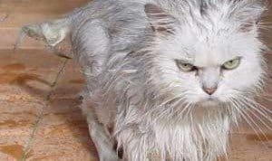 CrowdfundCritters Cat