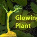 Glowing Plant