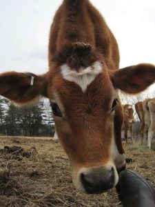 Happy Cow at Eastleigh Dairy Farm