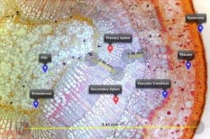 Sample Image from Exo Labs Microscope