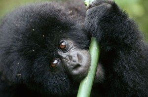 Baby Gorilla