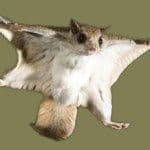 Flying Squirrel