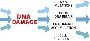 DNA Damage