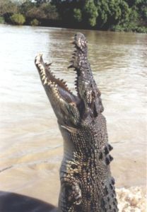 Australian Crocodile