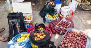 Barnraiser Apples