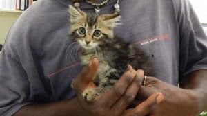 Kitten rescued from truck 