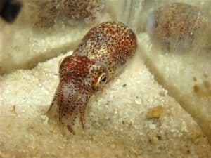 Hawaiian bobtail squid