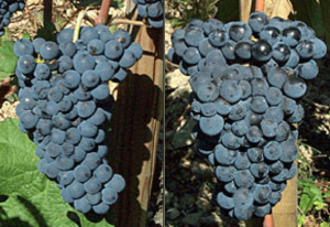 Grapes for Wine