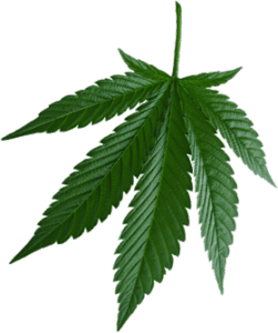 Marijuana Leaf CannaFundr