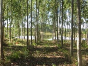 eukalyptus_mit_löschteich