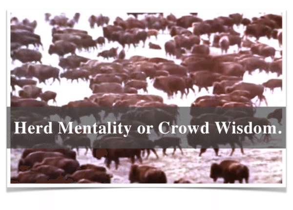 Herd Mentality or Crowd Wisdom