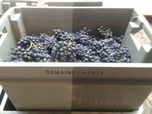 Domaine Chanzy grapes