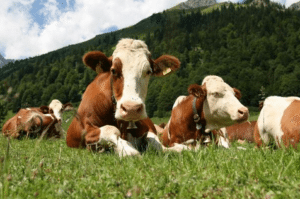 Gridshare Cows