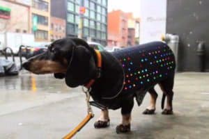 Disco Dog 2