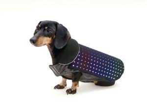 Disco Dog 5