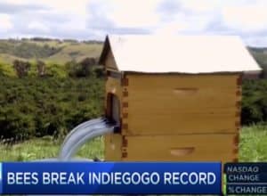 Flow Hive Bees Break Indiegogo Record