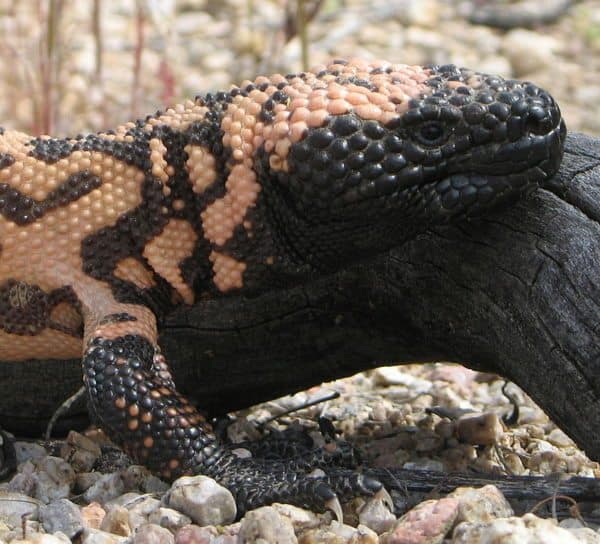 gila-monster-lizard