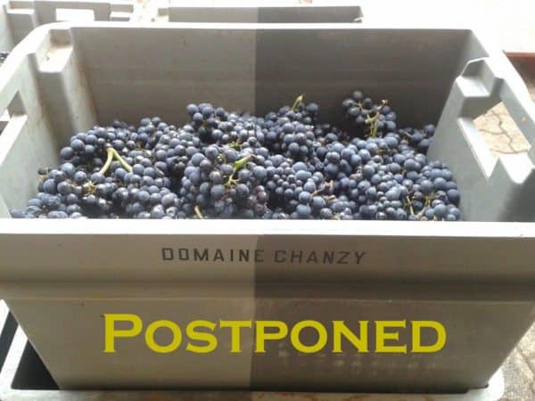 Domaine-Chanzy-grapes-postpone