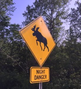 Night Danger Moose Canada