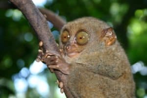 Tarsier big eyes