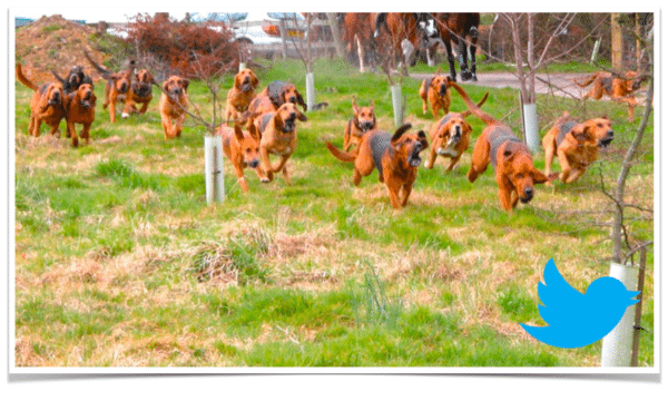 Bloodhounds Hunt Twitter