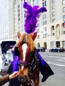 Horse in New York City