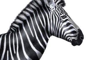 Investec Zebrajpg