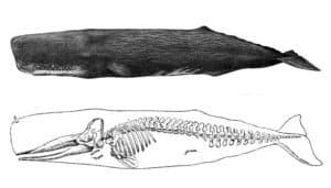 Sperm Whale
