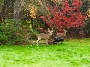 Property Real Estate Land Deer Outdoors