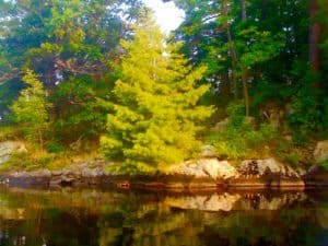 Lake Tree Nature Water Ecology