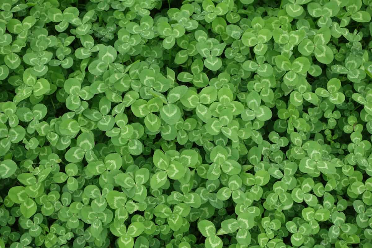 https://www.crowdfundinsider.com/wp-content/uploads/2018/03/kiki-wang-Clover-Green-Ireland-unsplash.jpg