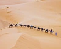 Merzouga, Morocco Desert Camel andrea-cappiello unsplash