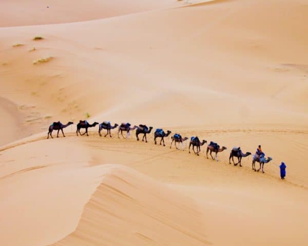 Merzouga, Morocco Desert Camel andrea-cappiello unsplash