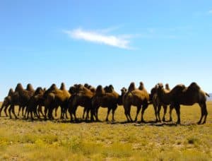Mongolia Camels kevin bluer unsplash