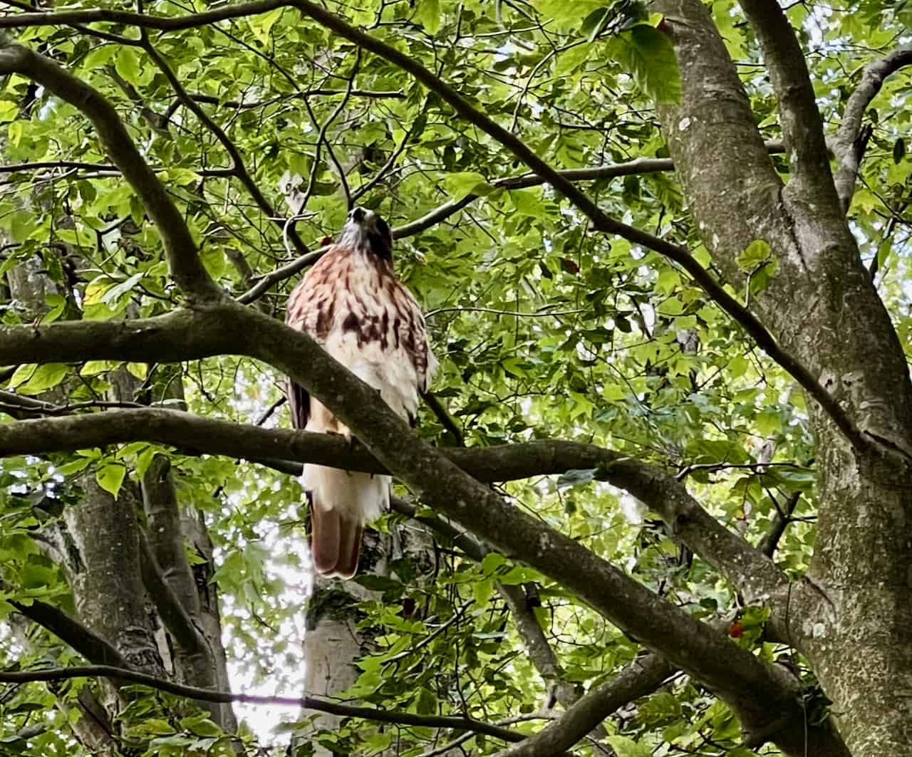 European Fintech Payhawk Eyes $2 Billion Valuation in Planned Funding Round