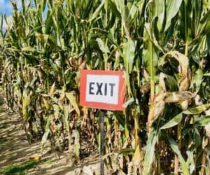IExit Farm Corn Plants Agriculture